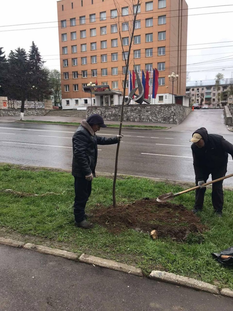 Озеленение Владимира, год 2022, фото-3 - пресс-службы городской администрации