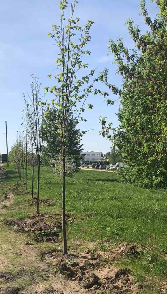 Озеленение Владимира, год 2022, фото-1 - пресс-службы городской администрации