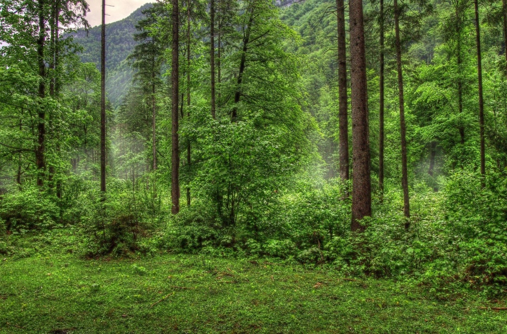 Источник: catherineasquithgallery.com 1614624801_6-p-fon-lesa-dlya-fotoshopa-7.jpg