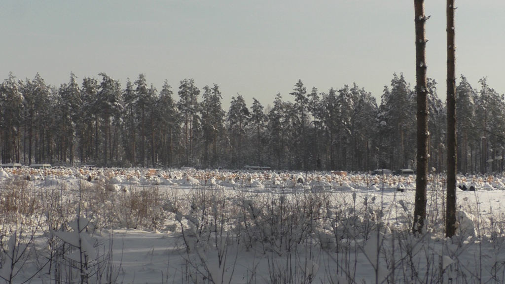 S6800002.JPG