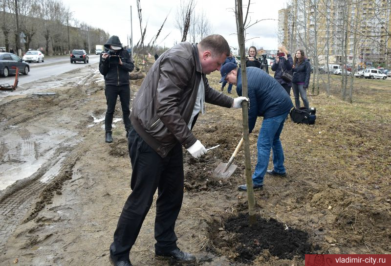 ЛипыЮрьевец_2.jpg ЛипыЮрьевец_2.jpg