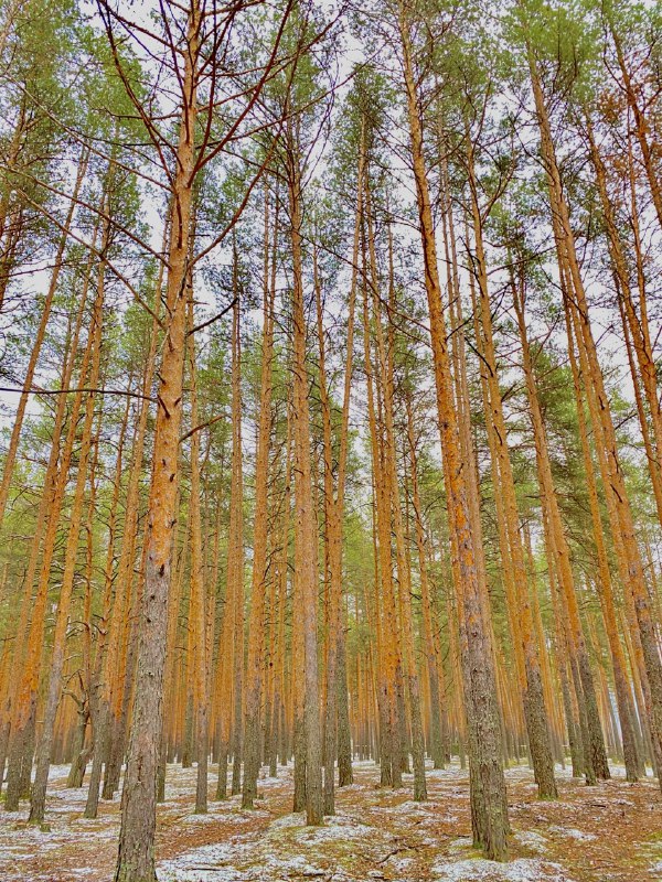 Лес Лес